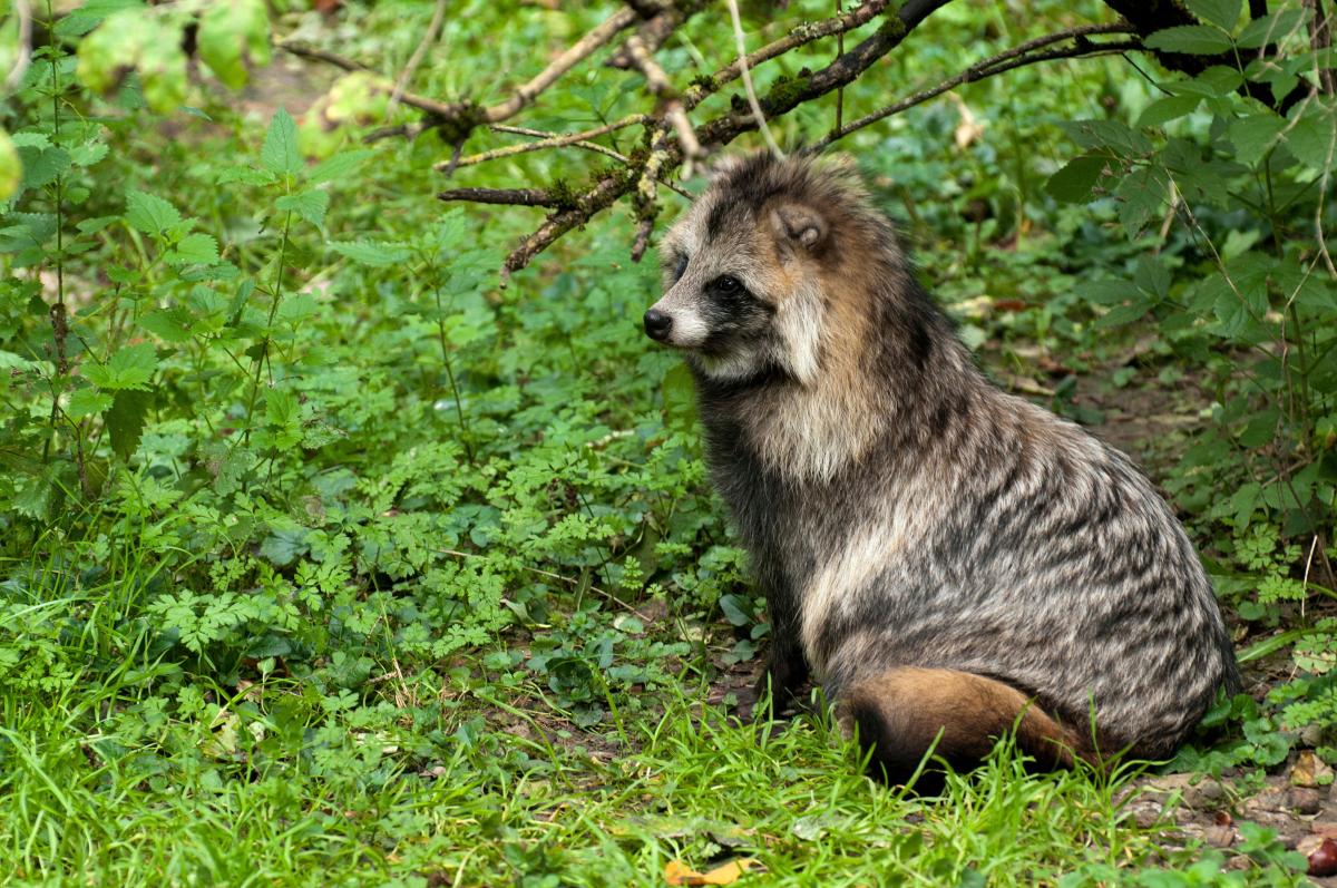 Wasbeerhond (bron: Dick Klees)