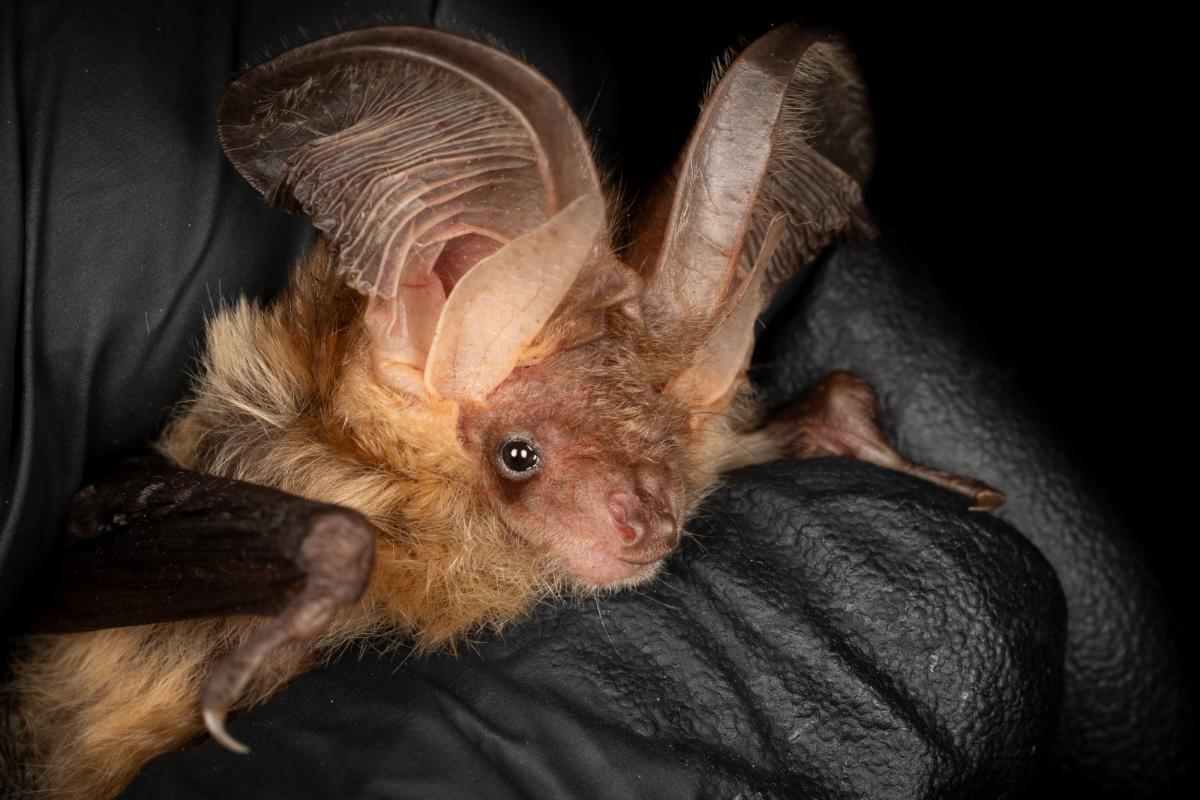 De eerste gezenderde gewone grootoorvleermuis van Terschelling (foto: Johann Prescher)