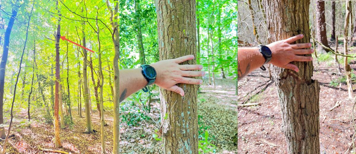 Enkele koloniebomen waar de grootoorvleermuizen zaten (Foto’s: Johann Prescher)