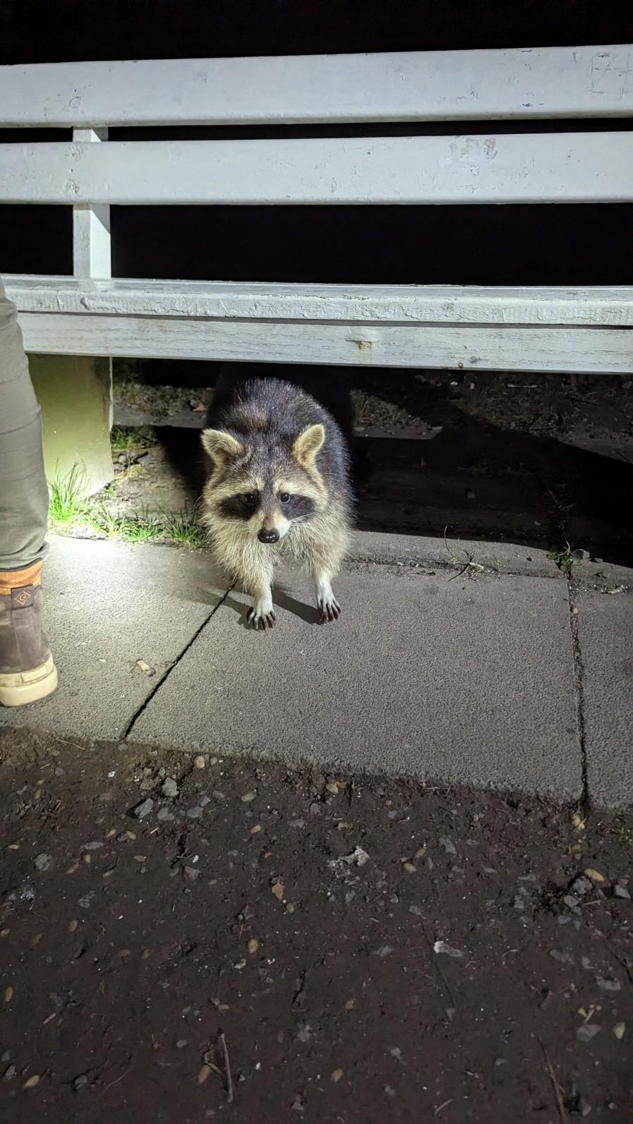 In de Duitse stad Kassel wordt de wasberendichtheid ingeschat op 100 wasberen per km2. Hier wordt niet aan beheer of bestrijding gedaan. Als een gevolg van interacties met mensen zijn hier de wasberen hun schuwheid verloren (bron: Pim Lemmers)