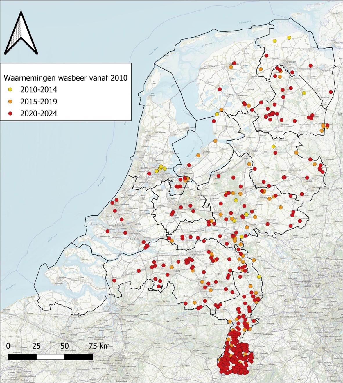 Bevestigde waarnemingen van wasbeer in Nederland uit de periode 2010-2024. De overgrote meerderheid van waarnemingen is afkomstig uit de provincie Limburg (bron: NDFF/Zoogdiervereniging)