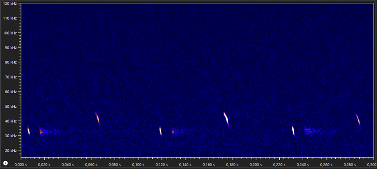 Kenmerkend spectrogram van ultrasone echolocatiegeluiden van de mopsvleermuis (bron: Marjolein van Adrichem)