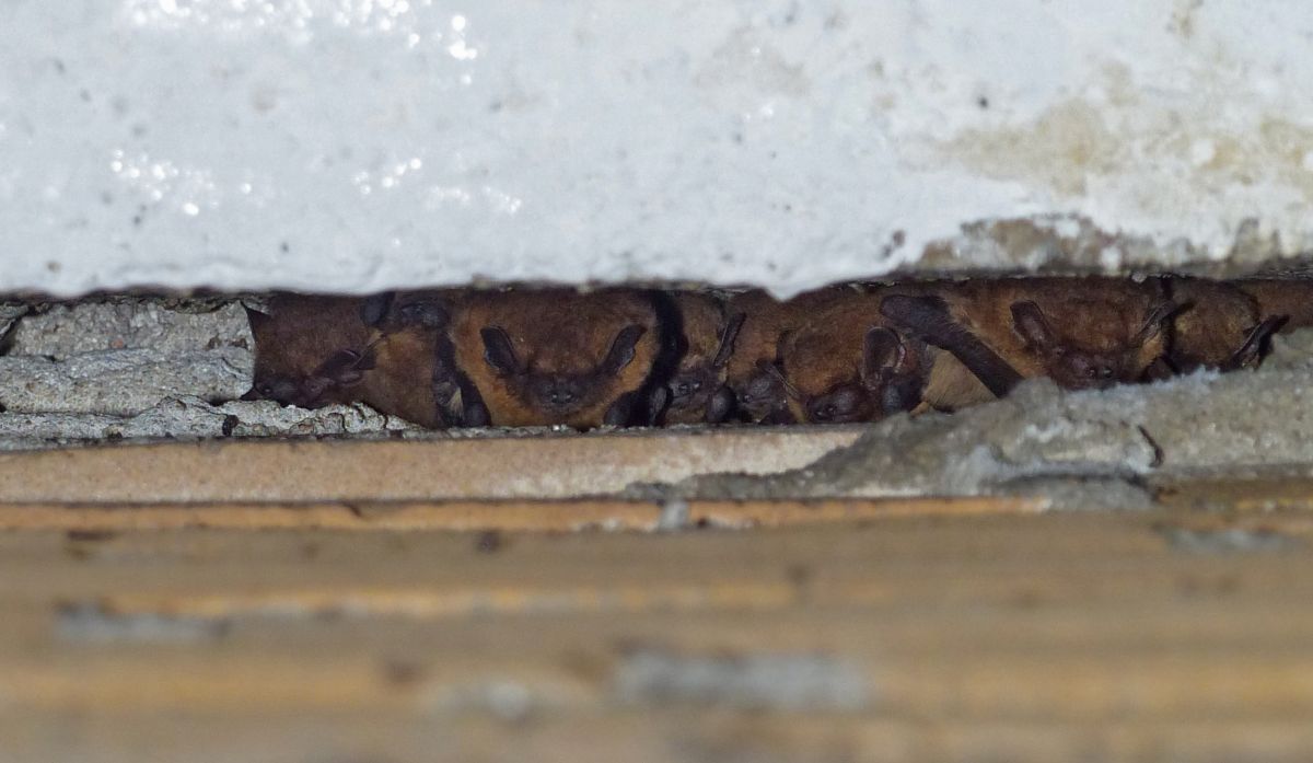 Een aantal gewone dwergvleermuizen in een dilatatievoeg van een gebouw wat als massa-winterverblijf wordt gebruikt (bron: Erik Korsten)