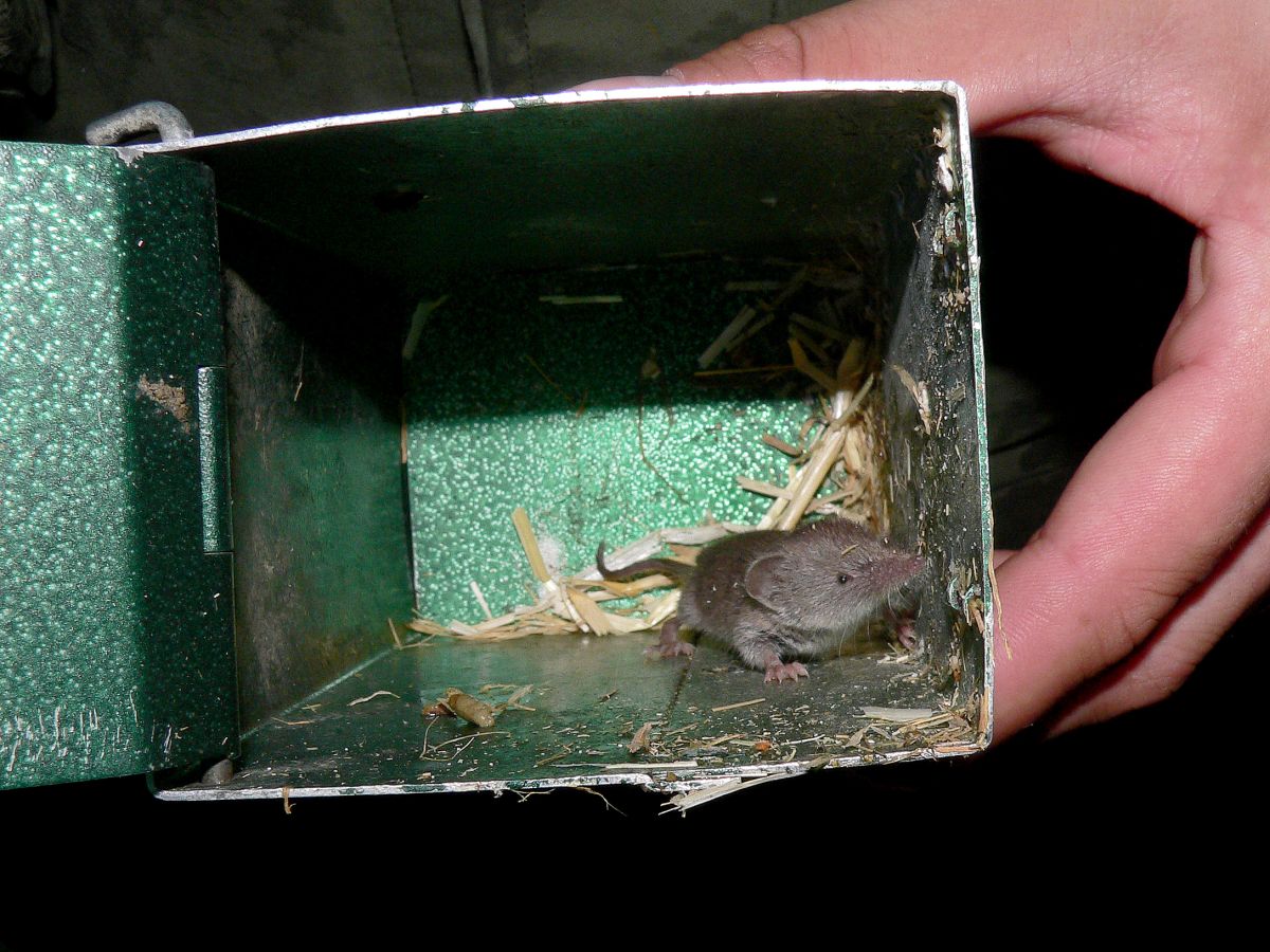 Huisspitsmuis in een Longworth lifetrap (bron: Erik Korsten)