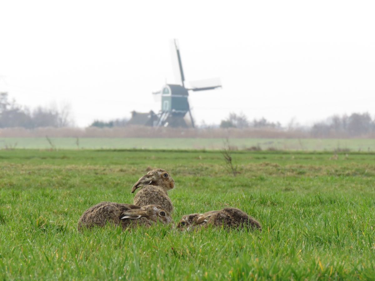 Margriet Montizaan fotografeerde deze hazen in het Zuid-Hollandse polderlandschap.