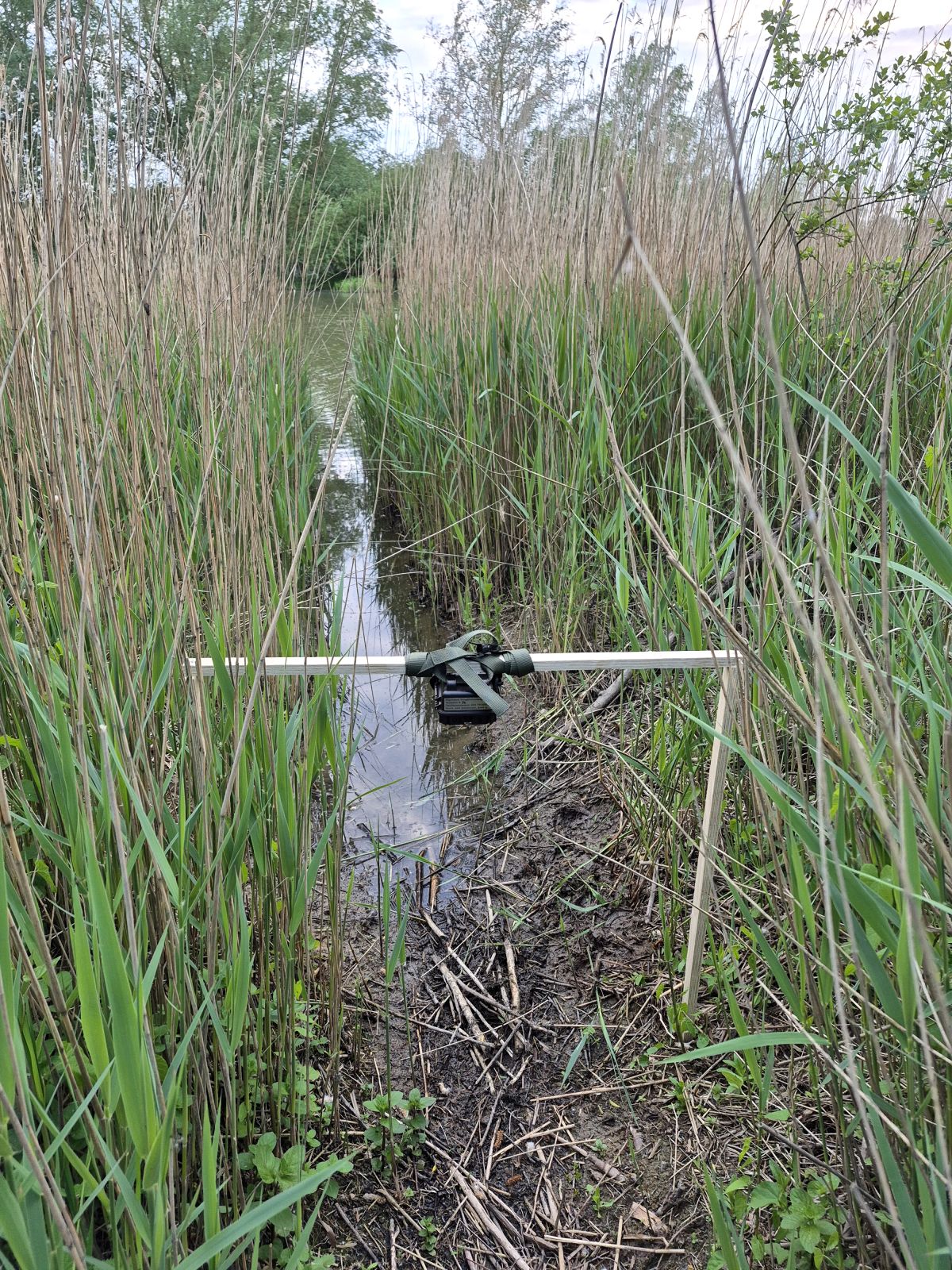 Opstelling wildcamera (bron: Zodion Zoogdieronderzoek Nederland)