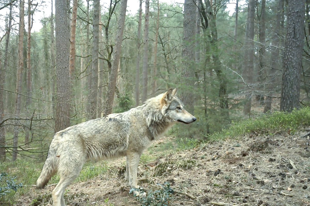 Wolf vastgelegd op wildcamera (bron: Alex en Annette Hagenbeek)