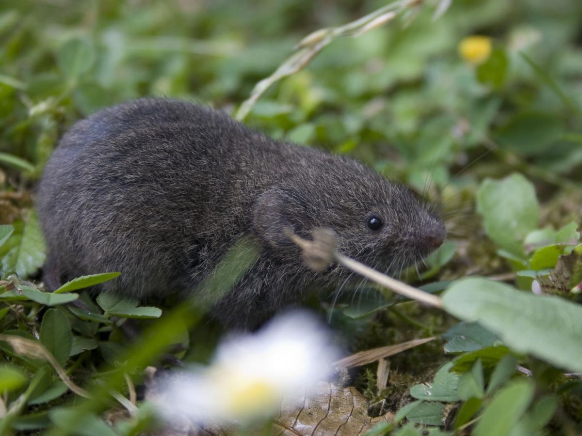 Ondergrondse woelmuis (© Wesley Overman)