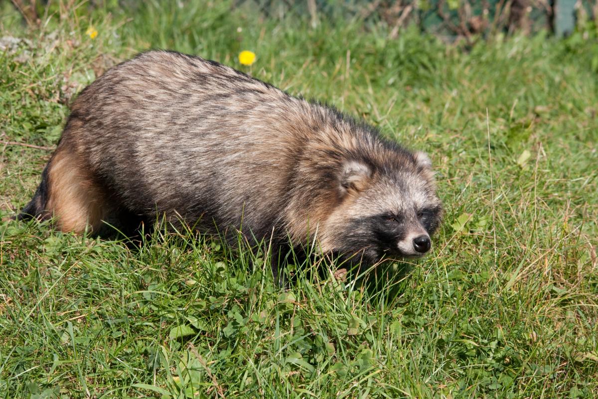 Wasbeerhond (© Richard Witte)