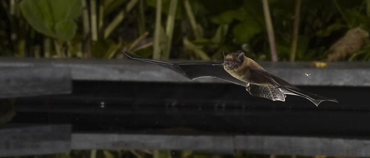 Gewone dwergvleermuis boven tuinvijver