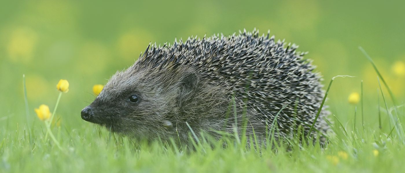 Egel (bron: Beverly Brouwer)