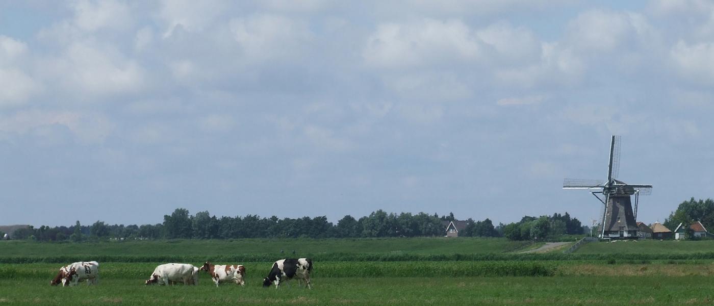 Koeien (foto Gerard Stolk)