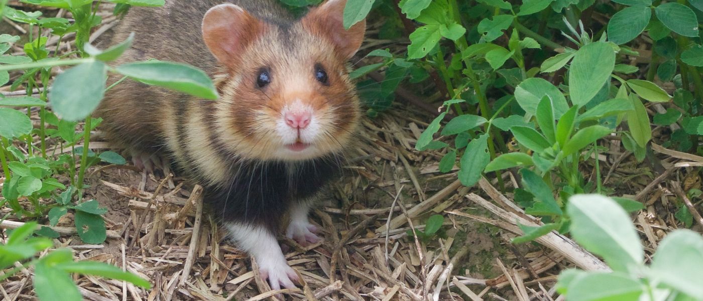 Hamster (bron: Wesley Overman)