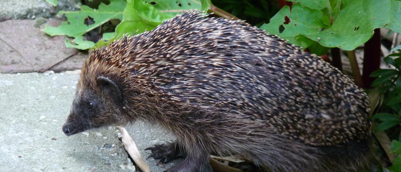 Egel in de tuin