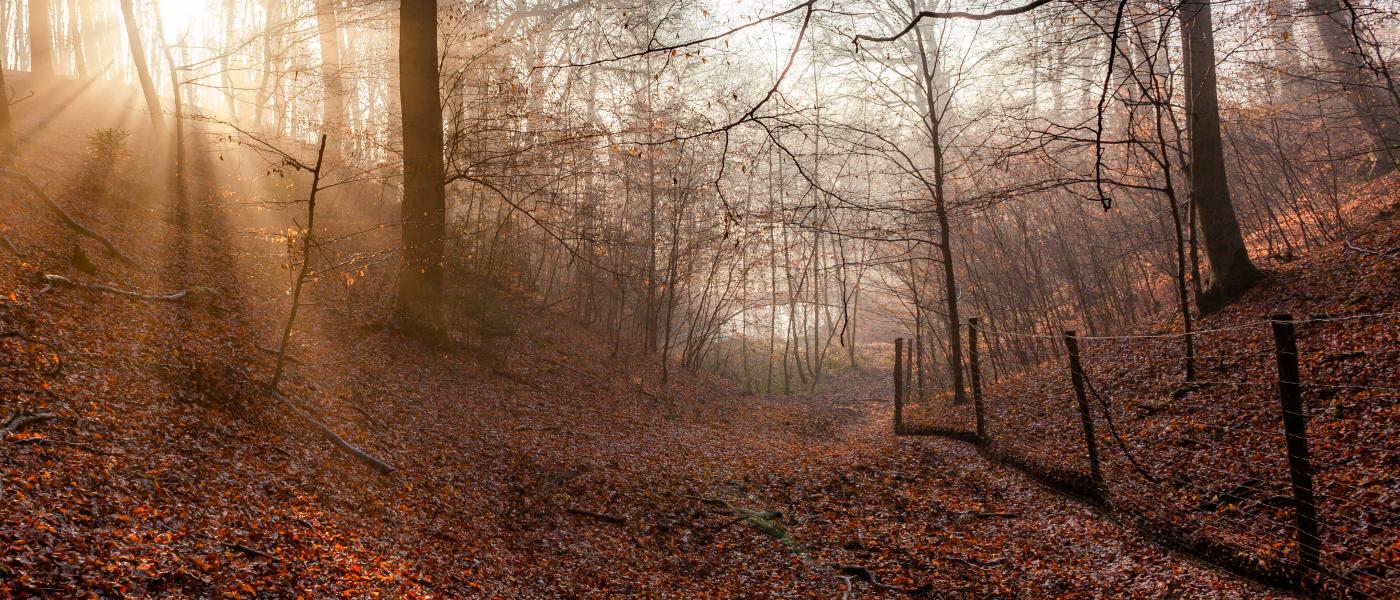 Hekken in herfstlandschap