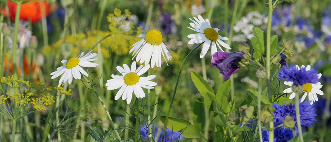 Inheemse bloiemen lokken insecten