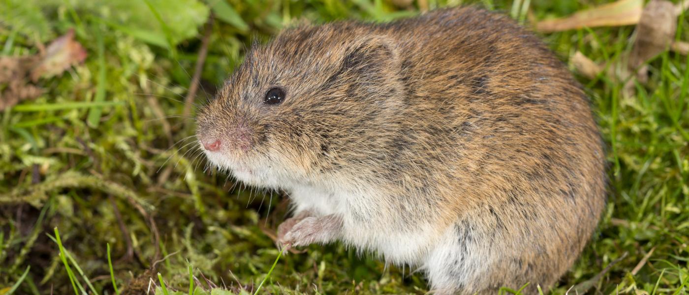 Noordse woelmuis (bron: Wesley Overman)