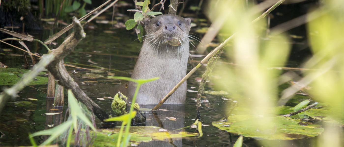 Otter (Johann Prescher)