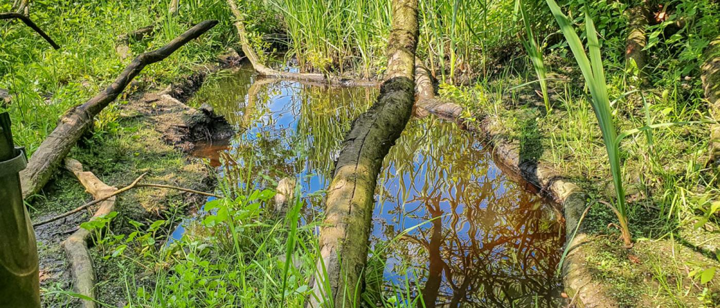 Waterrijke natuur