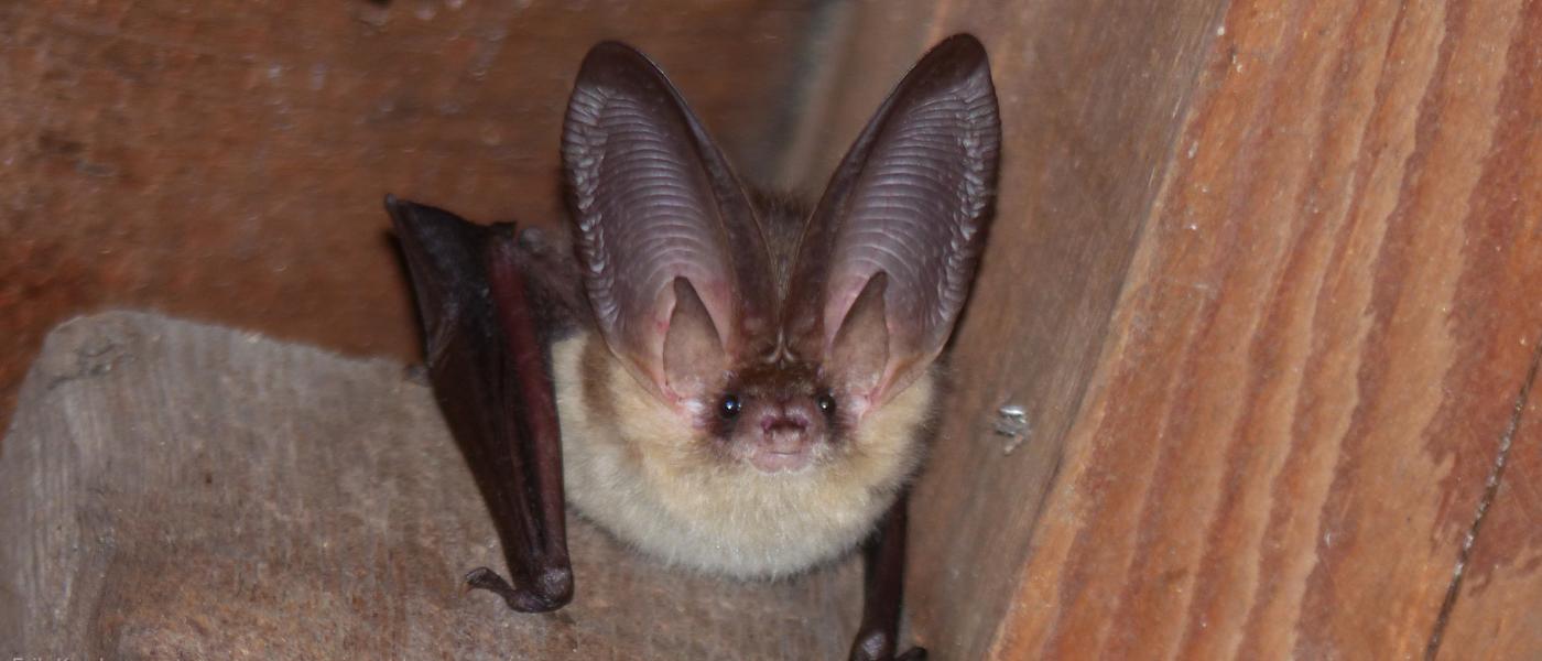 Gewone grootoorvleermuis