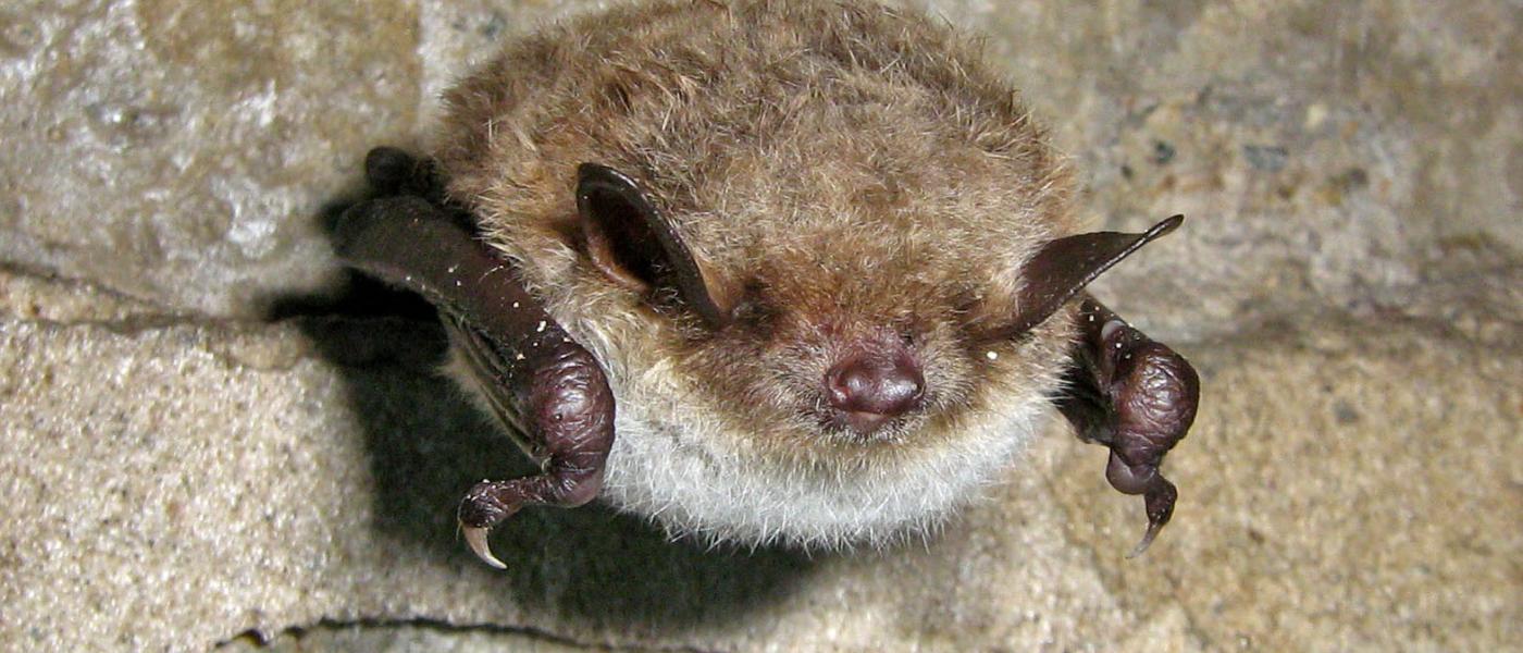 Meervleermuis