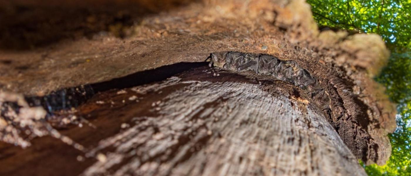 Mopsvleermuizen onder losse schors