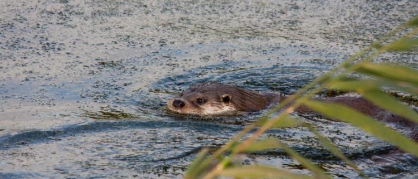 Otter (© Richard Witte)
