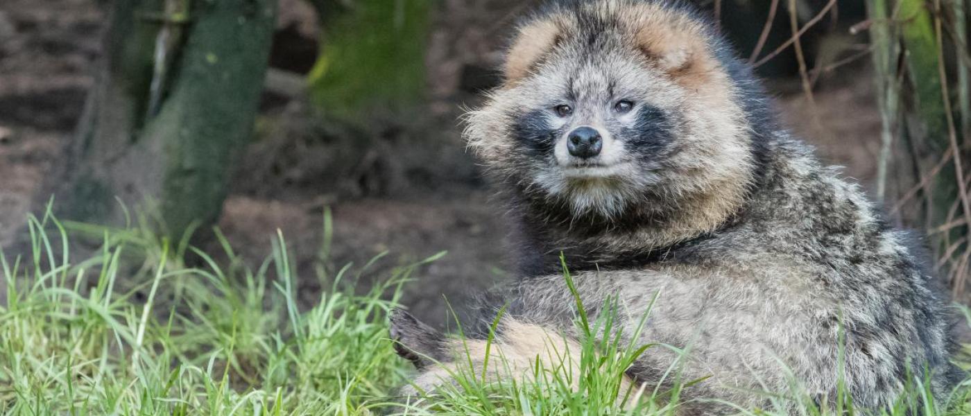 Wasbeerhond (bron: Z. de Bruin)