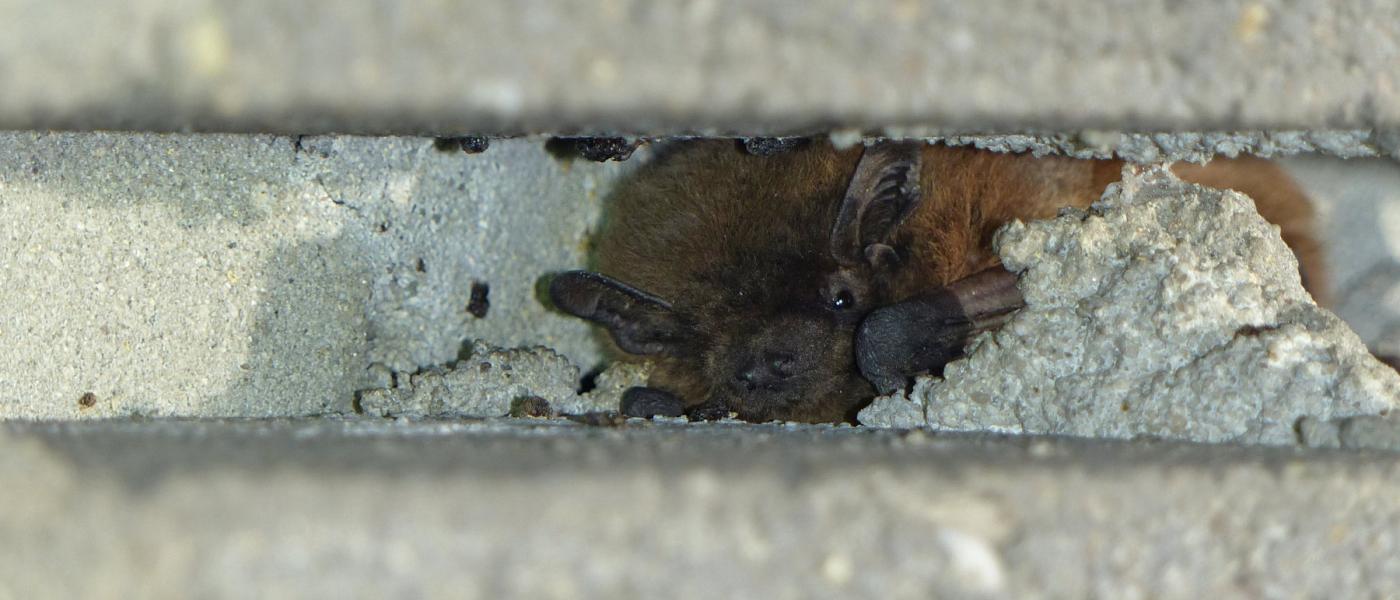 Dwergvleermuis in een open voeg (Bron: Erik Korsten)
