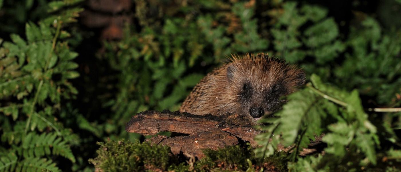 Egel (Bron: Bastiaan Willemsen)