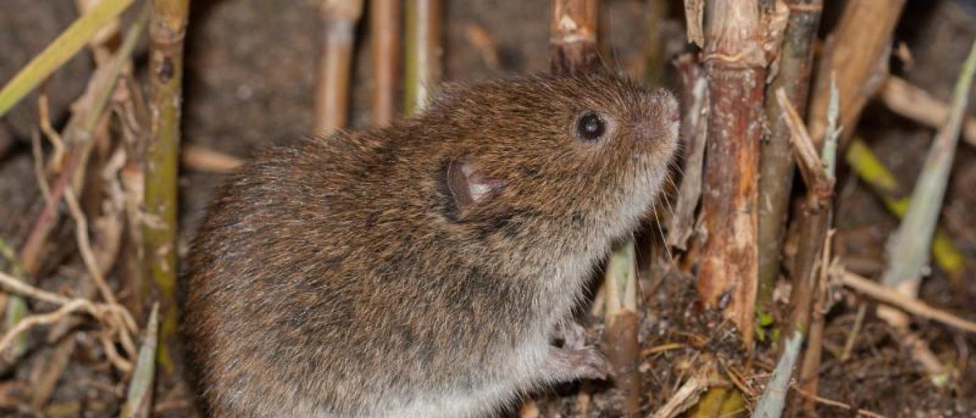 Noordse woelmuis