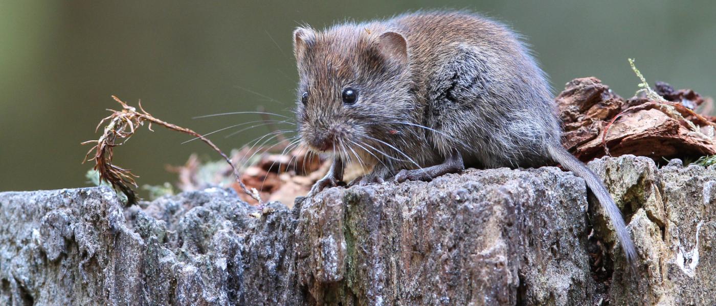 Rosse woelmuis