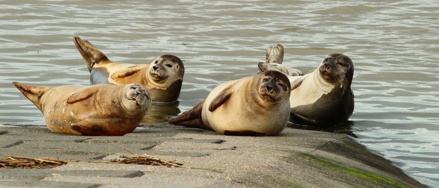 Rustende gewone zeehonden (bron: Gert Vanautgaerden)
