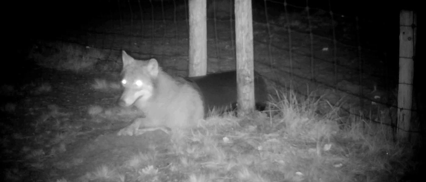 Wolf kruipt door dassentunnel