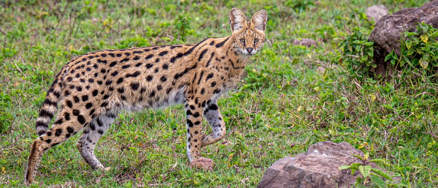 Serval (bron: Dirk Froebel, Wikimedia Commons)