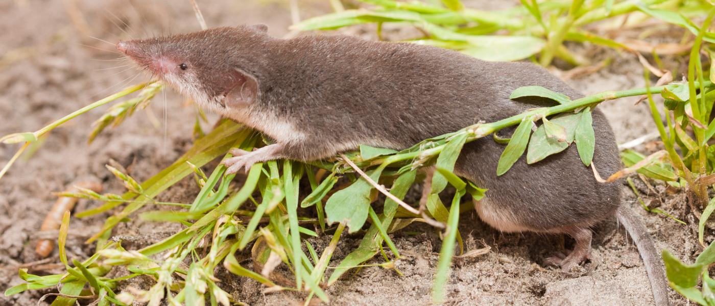 Veldspitsmuis (bron: Wesley Overman)