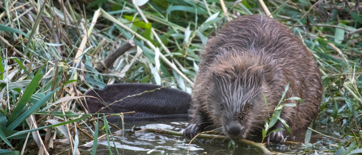 Bever (bron: Edwin Giesbers)