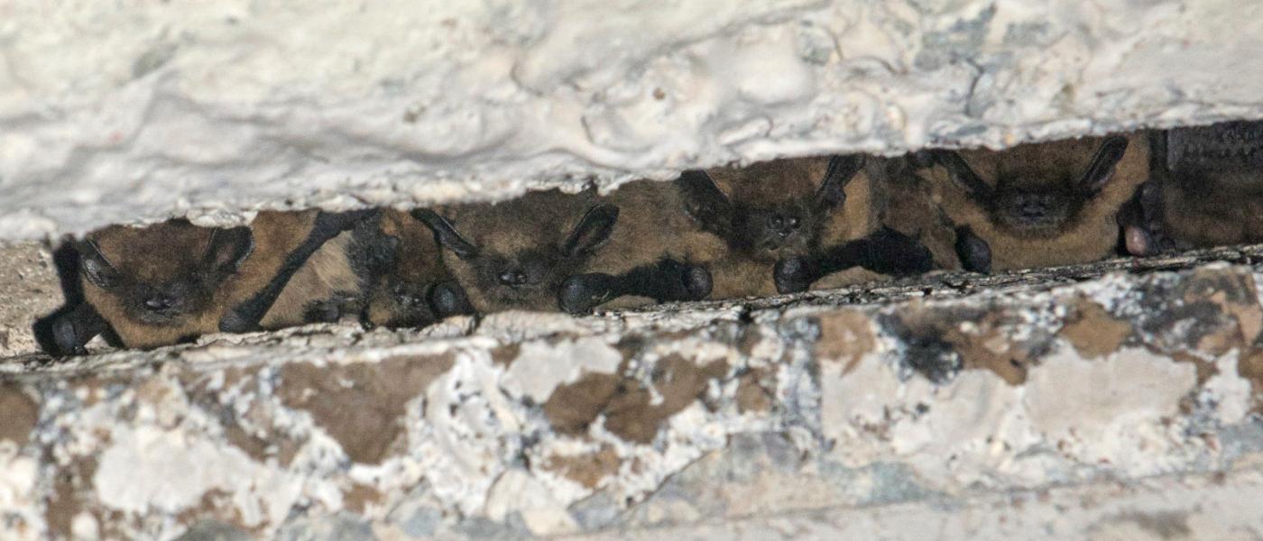 Dwergvleermuizen in dilatatievoeg