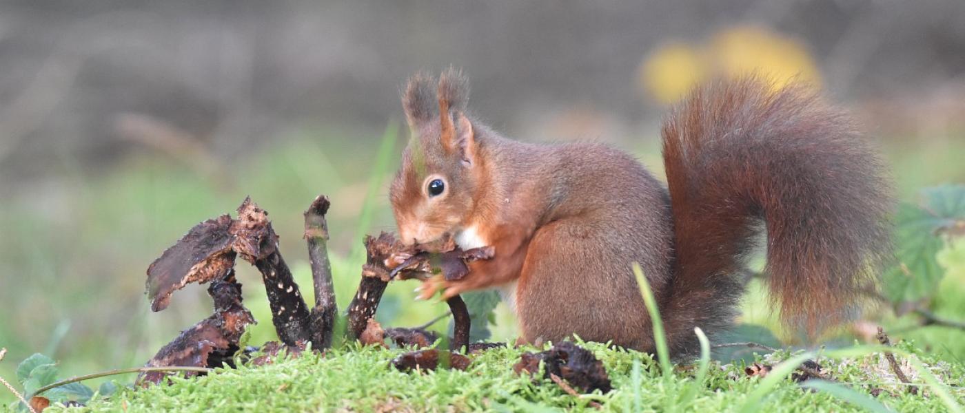 Eekhoorn die van een paddenstoel eet. Een groot gedeelte van de paddenstoel is al opgegeten, maar aan het eetvlak kan je kleine hapjes zien (bron: Luuk Vermeer)