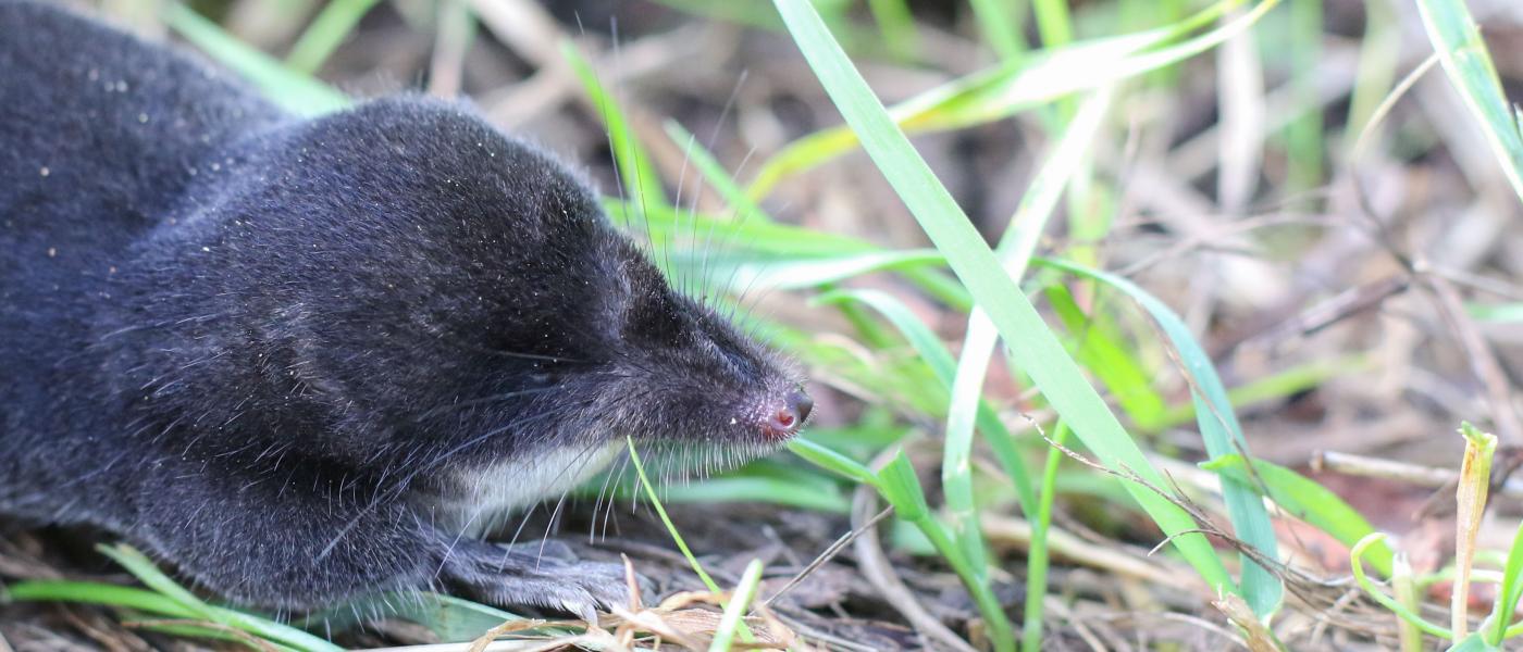 Waterspitsmuis (bron: Richard van Vugt)