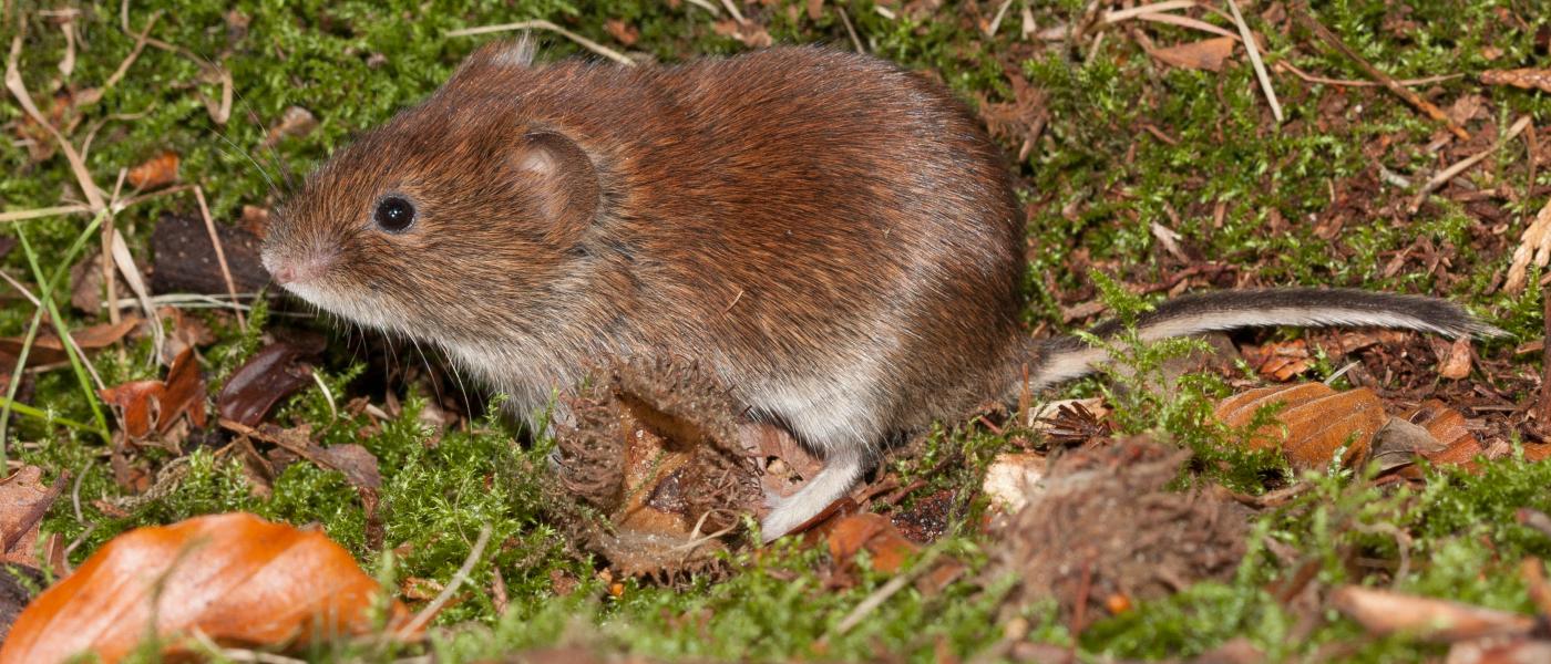 Rosse woelmuis (bron: Wesley Overman)