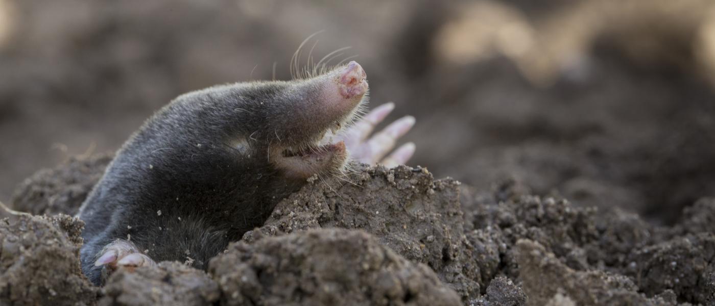 Mol (bron: Luc Hoogenstein, Wikimedia Commons)