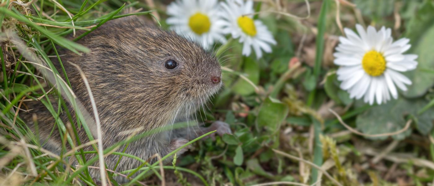 Aardmuis (bron: Wesley Overman)