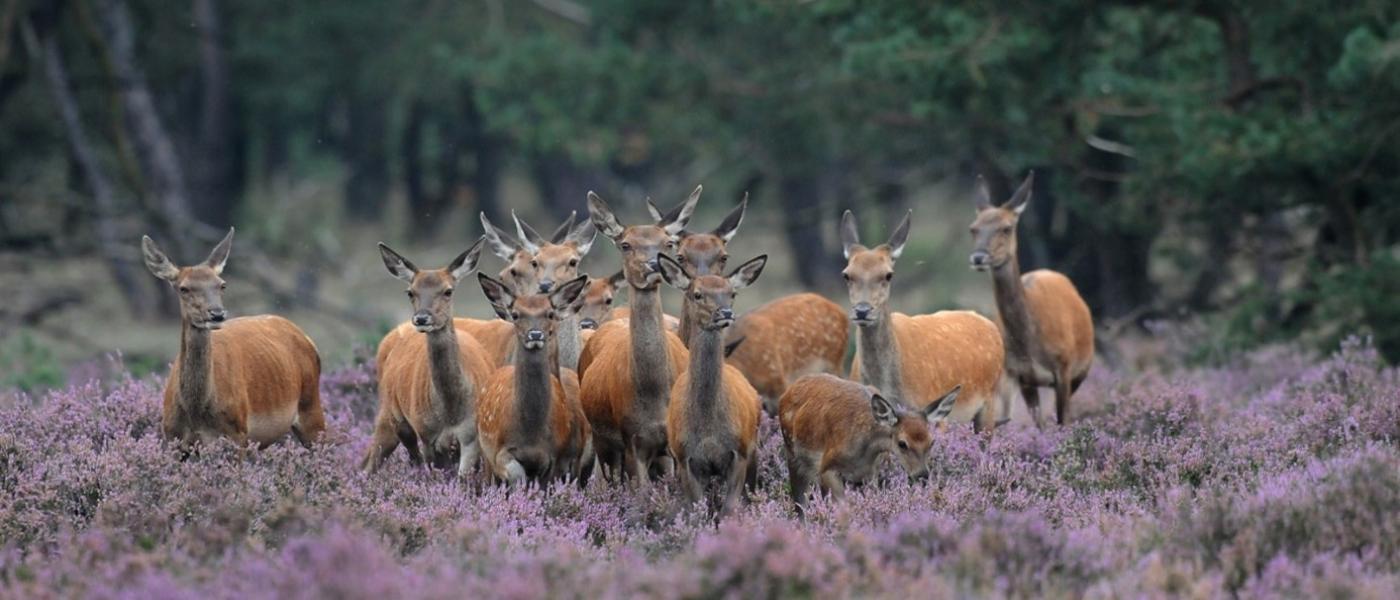 Edelherthindes (bron: Wim Weenink)