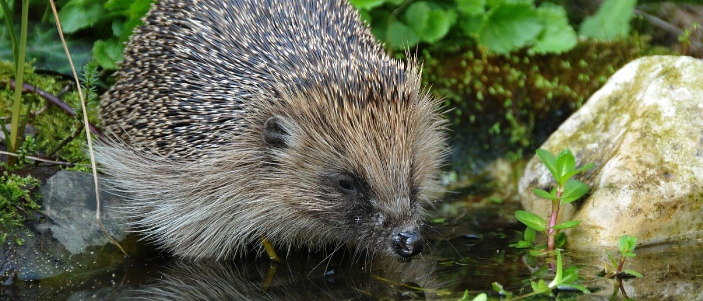 Zorg voor water voor de egel, zodat hij niet ver hoeft te zoeken en lopen om zijn dorst te lessen (bron: Tom Heijnen)