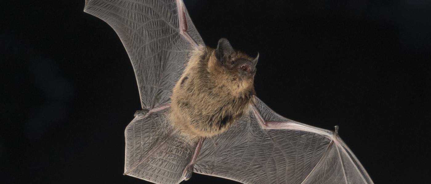 Gewone dwergvleermuis in vlucht