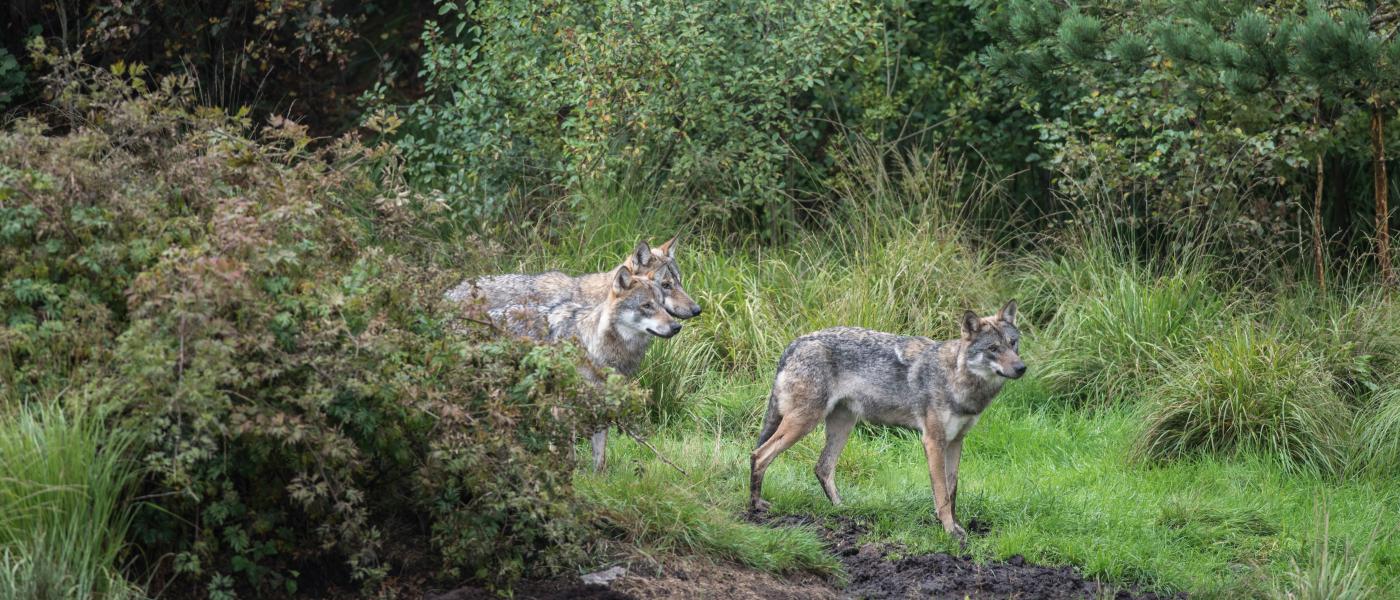 Wolven (bron: Dick Klees)