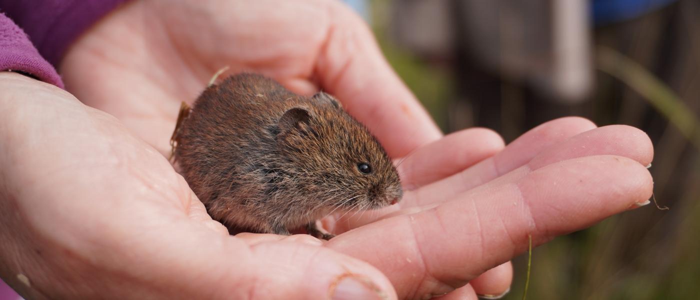 Woelmuis in de hand (bron: Eveline van der Jagt)