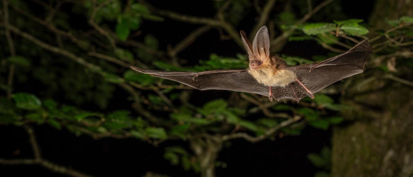 Gewone grootoorvleermuis (bron: Johann Prescher)