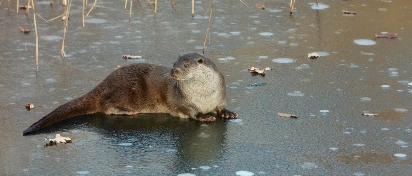 Otter in de winter (bron: Jeroen Reinhold)